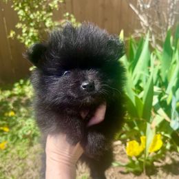 Esther - Black Pomeranian puppy in Stroud, Oklahoma from Laik’s Little Shihtz & Poms