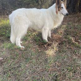 Kaki - Collie