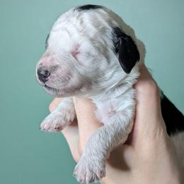 Envy - Parti female Poodle puppy in Salem Township, Maine from Moirae Poodles
