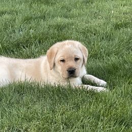 Puppy 4 - Yellow male Labrador Retriever puppy in Beavercreek, Oregon from Sweetwater Spring Labradors