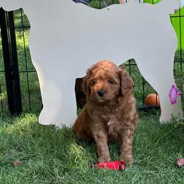 Boy 3 - Red  male Goldendoodle puppy in Jonesville, Michigan from Whispering Pines Doodles