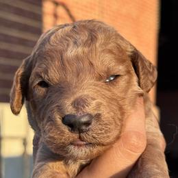 Fire - Red  male Goldendoodle puppy in Philadelphia, Pennsylvania from Jah’s Retrievers