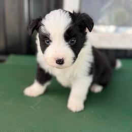 Vandal - Black and white female Border Collie puppy in Kalispell, Montana from North Fork Border Collies