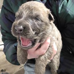 Gray Collar Boy - Sable male German Shepherd puppy in Dallas, Pennsylvania from Mountainside German Shepherds