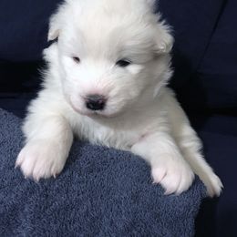 Samoyed Puppies from SnoHill Samoyeds