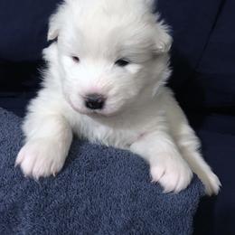 Samoyed Puppies from SnoHill Samoyeds