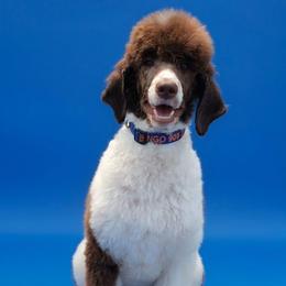 Bingo - Poodle