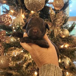 Benelli - Chocolate female Goldendoodle puppy in Tazewell, Tennessee from Legacy Bostons and Goldendoodles