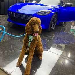Poodle All Grown Up from Major League Poodles