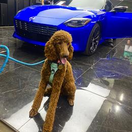 Poodle All Grown Up from Major League Poodles