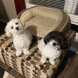 Havapoos from Growing by 4 Paws Doodles Cadillac