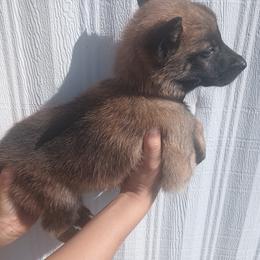 Dark brown collar - Fawn sable male Belgian Malinois puppy in Marshall, Michigan from McMillan Malinois