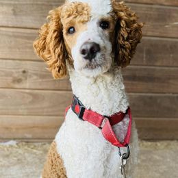 Kooper - Poodle