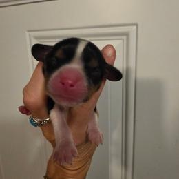 Boy 4 - Tri-color male Cavalier King Charles Spaniel puppy in Springfield, Missouri from Caney Mountain Cavaliers LLC