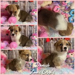 Australian Shepherd and Pembroke Welsh Corgi Puppies from Lewis Aussie’s & Corgi’s