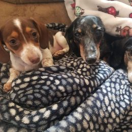 Dachshund Puppies from A&M's Dachshunds