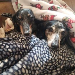Dachshund Puppies from A&M's Dachshunds