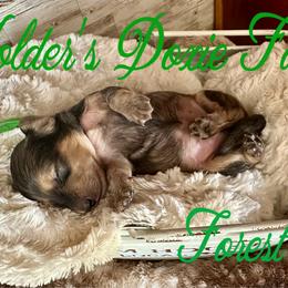 Forest - Cream male Dachshund puppy in Atwood, Oklahoma from Holder’s Doxie Farm