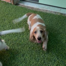 Willy Nelson pet 2500 - Dapple male Dachshund puppy in Irving, Texas from DFW Dachshunds by G & S