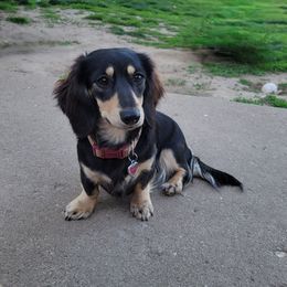 Stormy - Dachshund