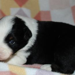 Taki - Black tri-color female Australian Shepherd puppy in Laurel, Mississippi from Reeves Australian Shepherds