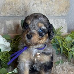 Aussiedoodle Puppies from Doodles by Dada