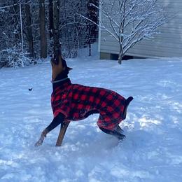 Doberman Pinscher All Grown Up from Morgan Doberman Kennel