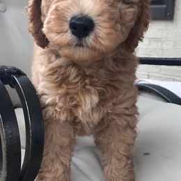 Goldendoodles from Paradise Poodle