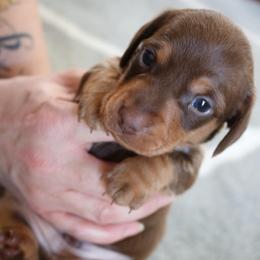 Jimmy Dean - Chocolate and tan male Dachshund puppy in Chillicothe, Ohio from Brittney's Dachshunds