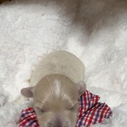 Maltipoo puppies from GlamPaw Maltipoos