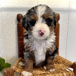 Rory - Blue merle female Bernedoodle puppy in Bremen, Indiana from Farmland Doodles