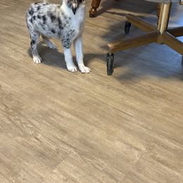 Blaze - Blue merle male Border Collie puppy in Defuniak Springs, Florida from Blue Cypress Stock dogs