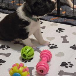 Mr Green Beans - Black and white male Border Collie puppy in San Tan Valley, Arizona from Sherry's Border Collies