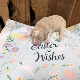 Girl 5 - Cream female Aussiedoodle puppy in Lavonia, Georgia from H & A Kennels