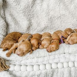 Goldendoodle Puppies from Doodle Love ❤️ Goldendoodle puppies