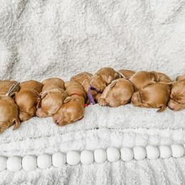 Goldendoodle Puppies from Doodle Love ❤️ Goldendoodle puppies