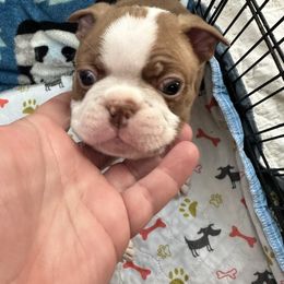 Boy 3 - Boston Terrier puppy in Newport, Oregon from Blue Coast Bulldogs