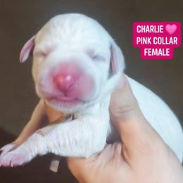 Charlie (Pink Collar Female) - White and liver brown female Dalmatian puppy in Raymondville, Missouri from Wagner's Dalmatian's
