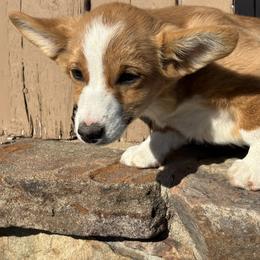 Girl 3 - female Pembroke Welsh Corgi puppy in Great Bend, Kansas from Mak-N-Hay Farms