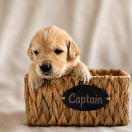 Captain - Golden male Golden Retriever puppy in San Bernardino, California from Thegoldendreams1