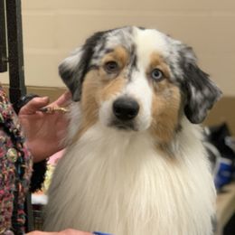 Australian Shepherds from Brynmar