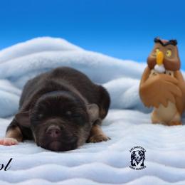 Owl - Black tri male Miniature Australian Shepherd puppy in Weeki Wachee, Florida from Arlington's Mini Aussies