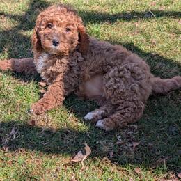 Valentine - Red female Cavapoo puppy in Coshocton, Ohio from Forever Family Puppies