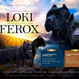 Cane Corso puppies from Soaring Royalty Canines LLC