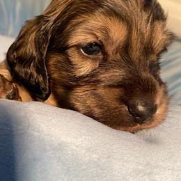 Blue collar male - Cream male Dachshund puppy in Madison, Indiana from Jensen Dobermans and Dachshunds