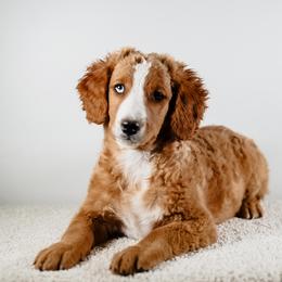 Sunny - Red male Bernedoodle puppy in Caldwell, Idaho from Boise Doodle Co.