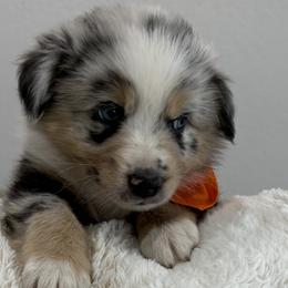 Boy 2 - male Australian Shepherd puppy in Benicia, California from Aussie-Love