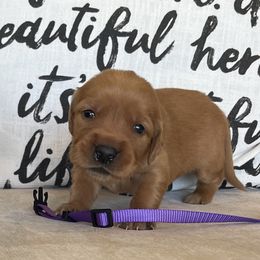 Purple - Dark golden female Golden Retriever puppy in Lake City, Minnesota from Windcliff Goldens