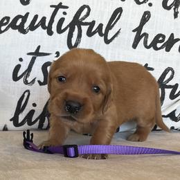 Purple - Dark golden female Golden Retriever puppy in Lake City, Minnesota from Windcliff Goldens