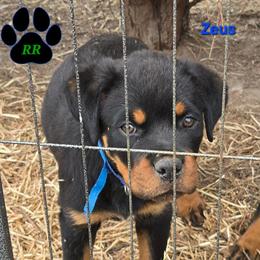 Zeus - Black and mahogany male Rottweiler puppy in Tangent, Oregon from Raya's Royals